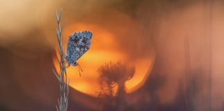 Finalists 2015 Outdoor Photographer Of The Year