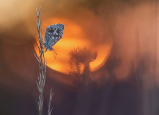 Finalists 2015 Outdoor Photographer Of The Year