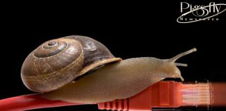 The need for speed: there’s still time to fix Australia’s NBN