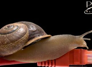 The need for speed: there’s still time to fix Australia’s NBN