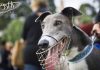 New South Wales overturns greyhound ban: a win for the industry, but a massive loss for the dogs