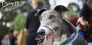 New South Wales overturns greyhound ban: a win for the industry, but a massive loss for the dogs