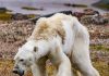 Emotional video of starving polar bear shows climate change impact