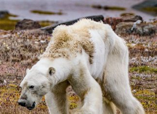 Emotional video of starving polar bear shows climate change impact