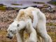 Emotional video of starving polar bear shows climate change impact
