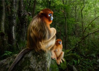 Wildlife photographer of the year: 2018