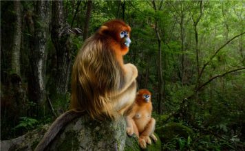 Wildlife photographer of the year: 2018