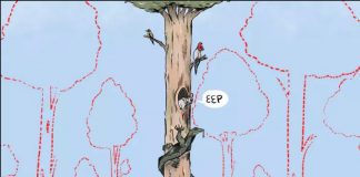 Forest giants house thousands of animals (so why do we keep cutting them down?)