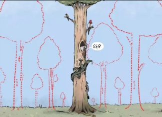 Forest giants house thousands of animals (so why do we keep cutting them down?)