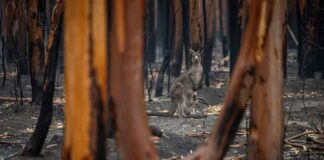This is Australia’s most important report on the environment’s deteriorating health. The findings make grim reading