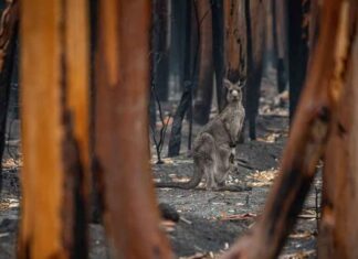This is Australia’s most important report on the environment’s deteriorating health. The findings make grim reading