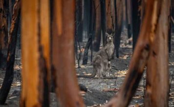 This is Australia’s most important report on the environment’s deteriorating health. The findings make grim reading