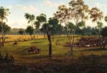 Colonists upended Aboriginal farming, growing grain and running sheep on rich yamfields, and cattle on arid grainlands