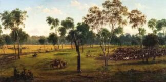 Colonists upended Aboriginal farming, growing grain and running sheep on rich yamfields, and cattle on arid grainlands
